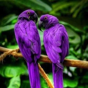 Meet your Posher, Douglas